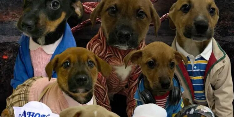 Brazílsky útulok upravuje fotky šteniatok ako postavy zo seriálu Stranger Things, aby si ich ľudia adoptovali